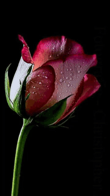 a red rose with water drops on the petals