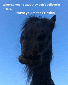 a picture of a horse with a caption that says ' have you met a friesian '