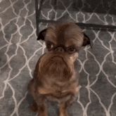 a small brown dog with a long beard sitting on a rug