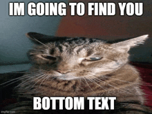 a cat with the caption im going to find you bottom text on it