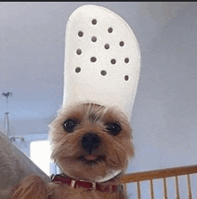 a small dog wearing a large white croc hat on its head .