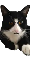 a black and white cat with an angry face on its face