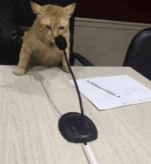 a cat is sitting at a table with a microphone in its mouth