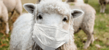 a sheep wearing a medical mask in a field .