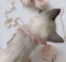 a cat with a pink bow around its neck is laying on a table next to roses and a necklace .