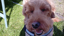 a small brown dog wearing a black and white collar is smiling