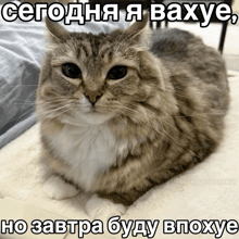 a cat is laying on a blanket with a caption in russian