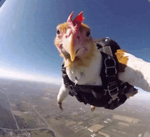 a chicken wearing a parachute harness is flying in the air