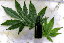 a bottle of marijuana oil next to a marijuana leaf .