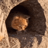 a cat is sticking its head out of a hole in a rock wall .