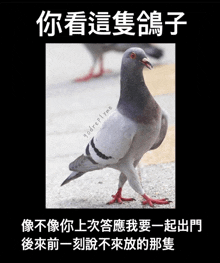 a picture of a pigeon with a caption in chinese