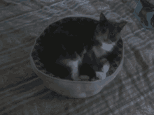 a gray and white cat is laying in a dog bed