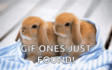 two baby rabbits wrapped in a blue and white striped blanket with the words " gif ones just found " below them