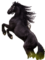 a black horse with a long mane is standing up on its hind legs