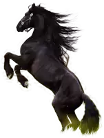 a black horse with a long mane is standing up on its hind legs