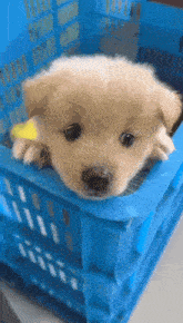 a small puppy is sitting in a blue plastic crate