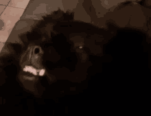 a black dog is laying on a couch with its mouth open and looking at the camera .