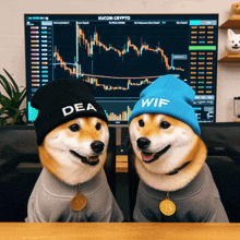 two dogs wearing beanies that say dea and wif are sitting in front of a computer screen