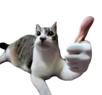 a cat is giving a thumbs up sign with a fake arm