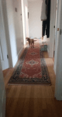 a dog standing in a hallway with a rug