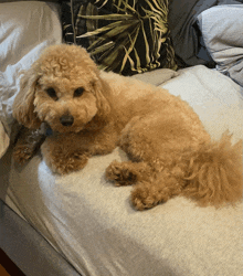 a small brown dog is laying on a bed next to pillows