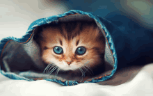 a kitten with blue eyes is wrapped in a pair of blue jeans