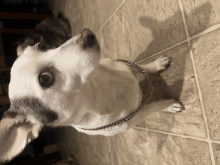 a small white dog wearing a chain collar looks up at the camera