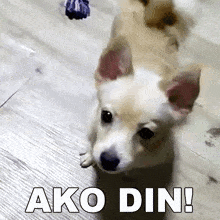 a small white dog is laying on its back on a wooden floor with the words ako din written on it .