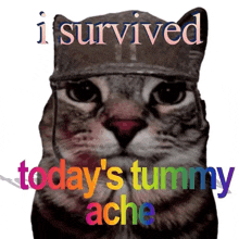 a cat wearing a helmet with the words i survived today 's tummy ache