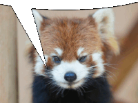 a close up of a red panda with a speech bubble behind it