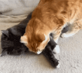 two cats are playing with each other on a blanket on a couch .