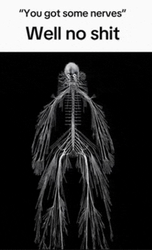 a black and white image of a skeleton with the words `` you got some nerves well no shit '' .