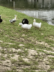 a group of ducks are standing in the grass near a lake