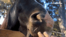 a close up of a horse 's nose with a person 's hand touching it and the words petcollective on the bottom right