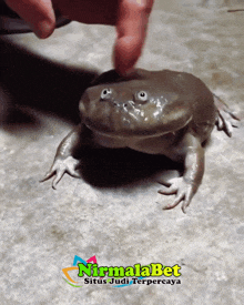 a person petting a frog with nirmalabet situs judi terpercaya on the bottom