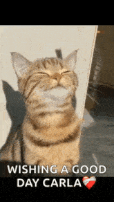a cat is smiling with its eyes closed and wishing a good day .