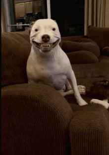 a white dog is sitting on a brown couch and smiling