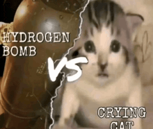 a picture of a cat and a hydrogen bomb