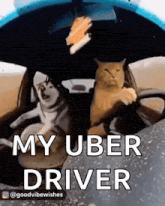 a cat and a dog are sitting in the back seat of a car .