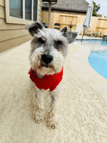 a small dog wearing a red scarf stands on a patio