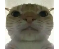 a close up of a cat looking at the camera