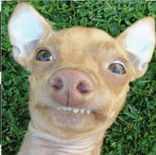 a close up of a dog laying in the grass with its mouth open