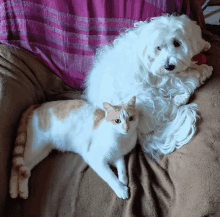 a white dog and a cat are laying on a couch