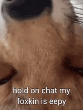 a close up of a dog 's face with the words hold on chat my foxkin is eepy below it