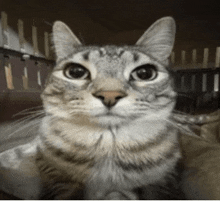 a cat is sitting in a cage and looking at the camera