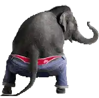 an elephant is wearing a pair of blue jeans and a red underwear