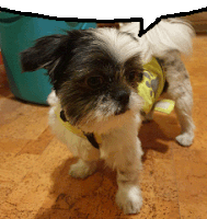 a small black and white dog with a speech bubble in the background