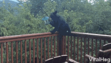 a bear is standing on a balcony with a bird feeder in its mouth and the words viralhog on the bottom right