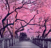 a stone walkway surrounded by pink cherry blossoms