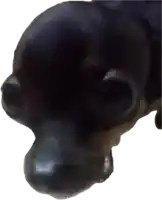 a close up of a black dog 's head with a white background